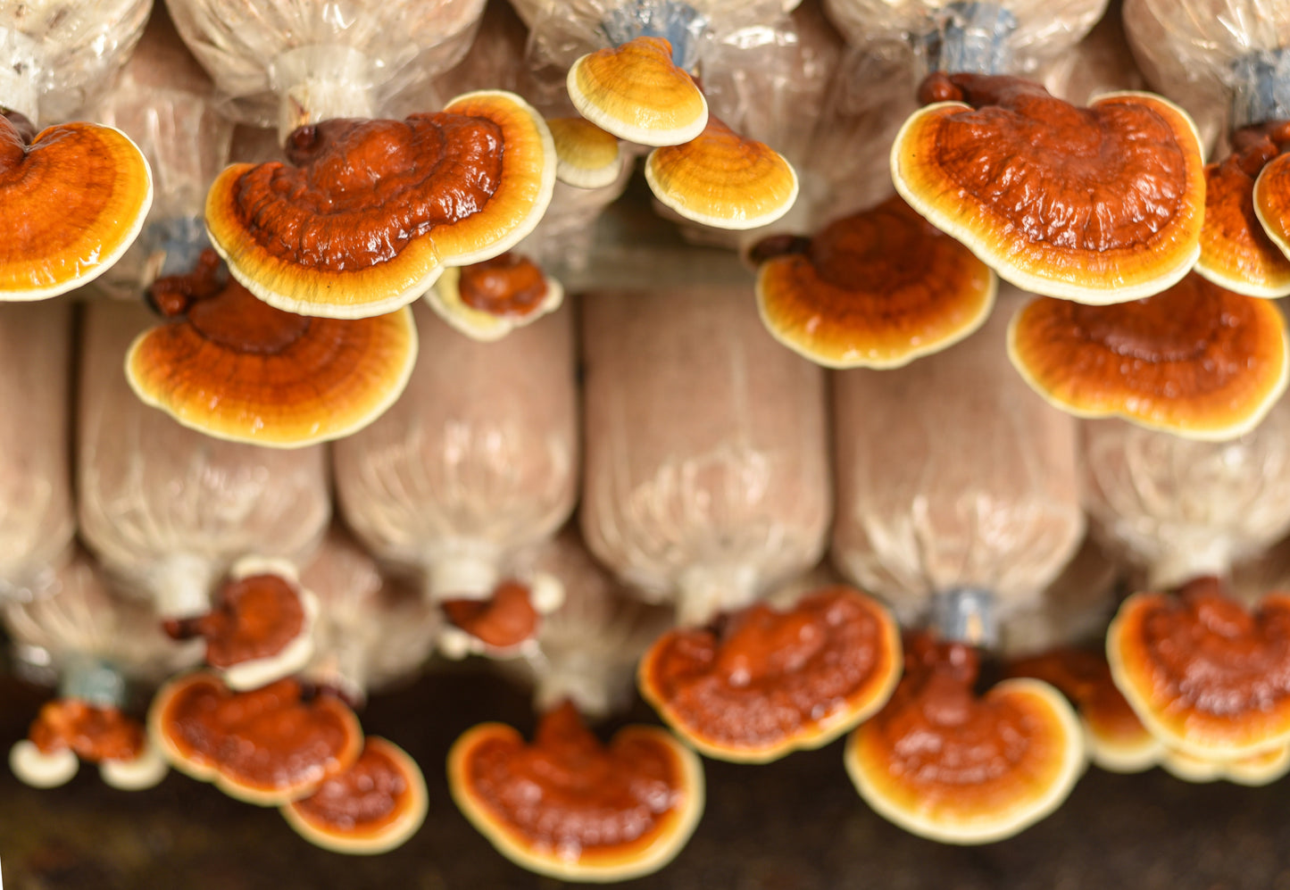 Reishi (Ganoderma lucidum)