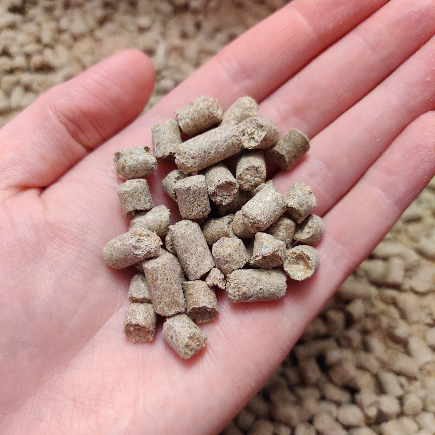 Vetekli pellets (1 kg) - Myceland - Svampodling & mykologi