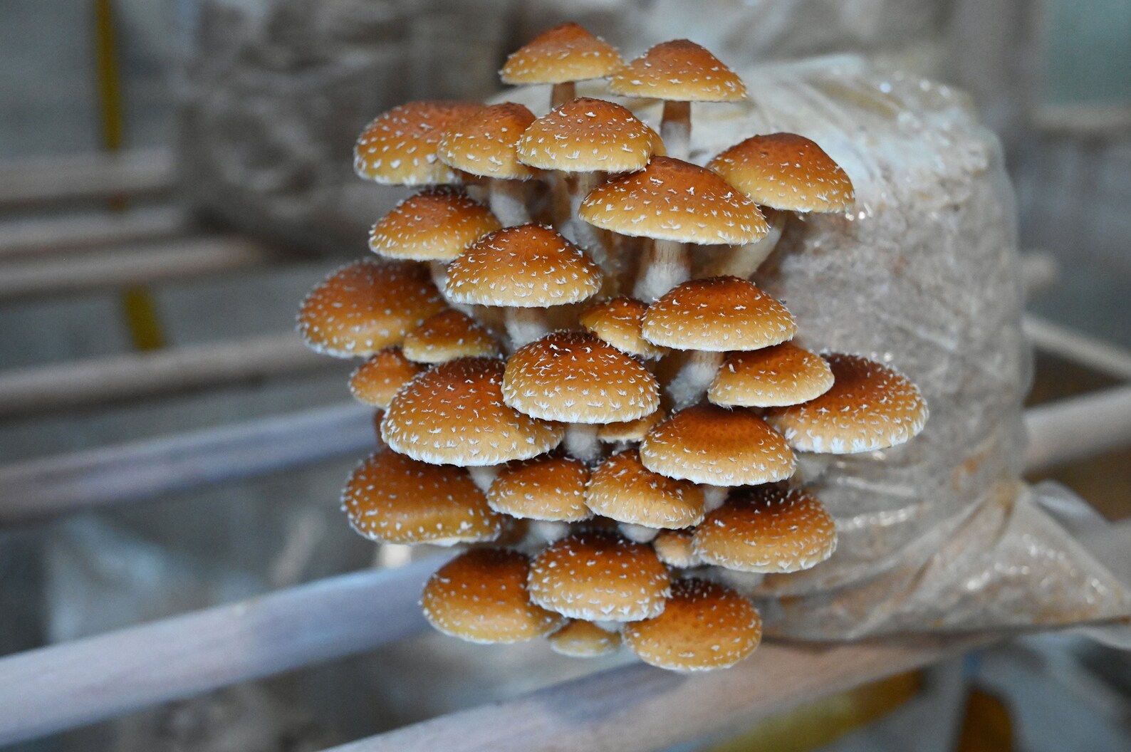 Chestnut (Pholiota adiposa) - Myceland - Svampodling & mykologi