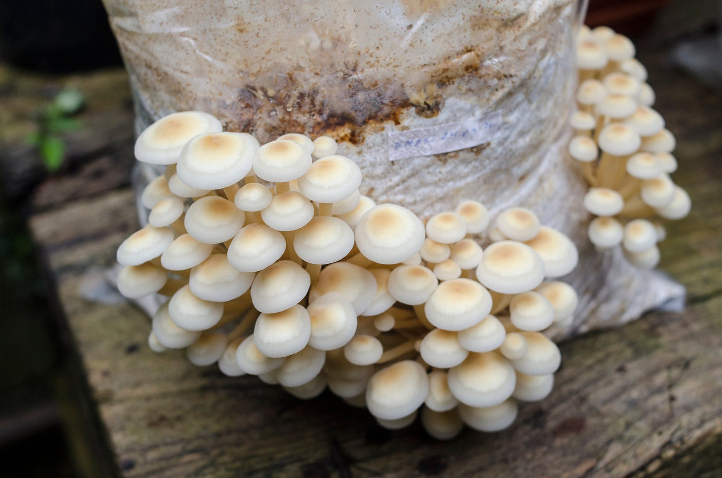 Golden enoki (Flammulina velutipes) - Myceland - Svampodling & mykologi