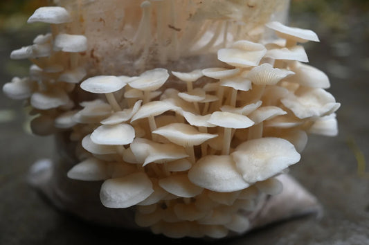 White Enoki (Flammulina velutipes) - Myceland - Svampodling & mykologi