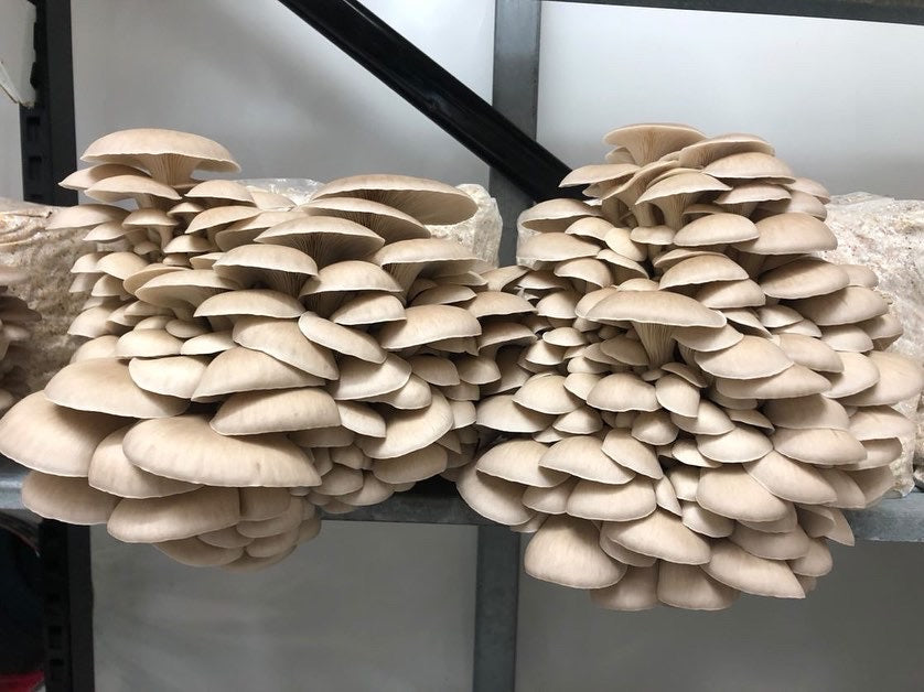 Princess Pearl Oyster (Pleurotus ostreatus)