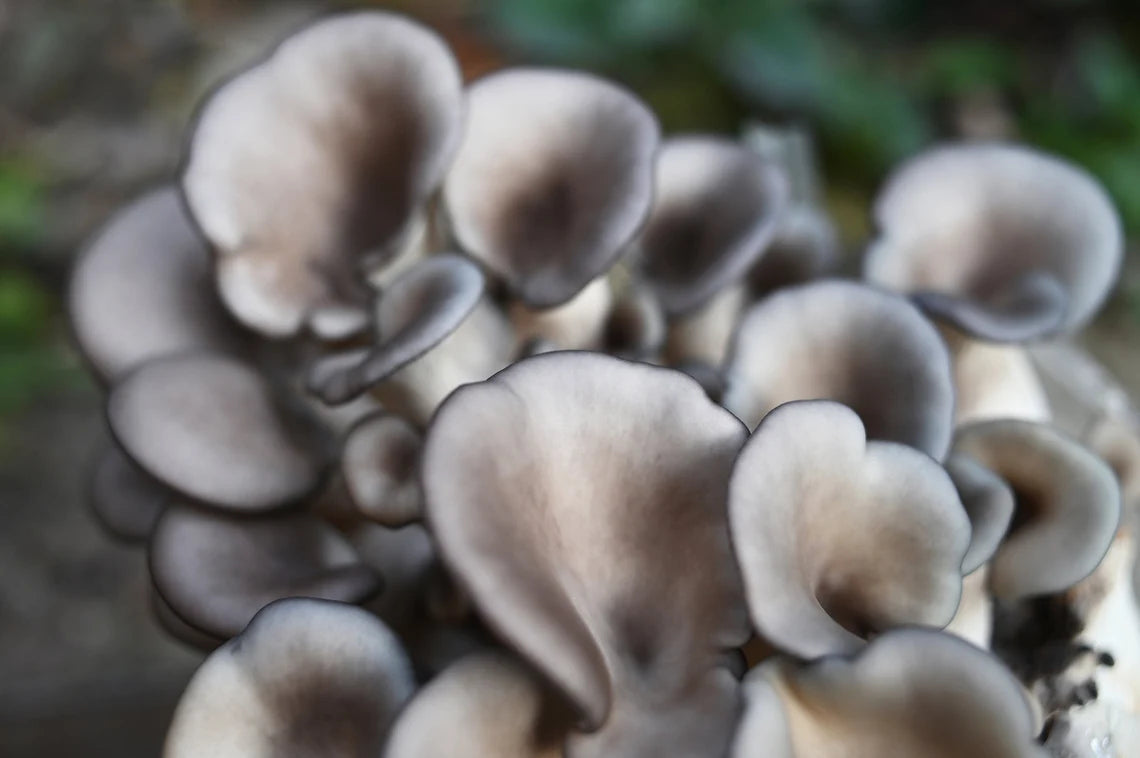 King Blue Oyster (Pleurotus ostreatus) - Myceland - Svampodling & mykologi