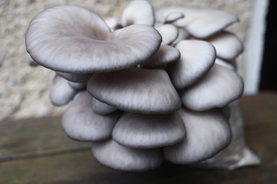 King Blue Oyster (Pleurotus ostreatus) - Myceland - Svampodling & mykologi