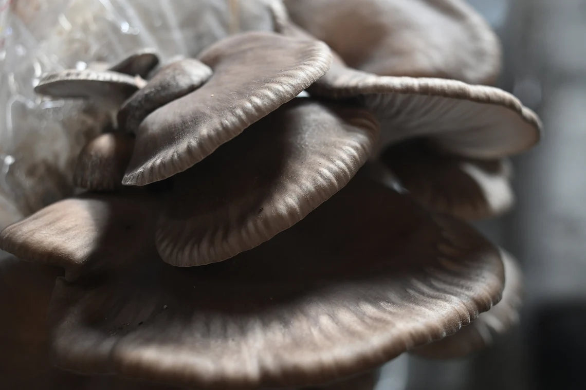 King Blue Oyster (Pleurotus ostreatus) - Myceland - Svampodling & mykologi