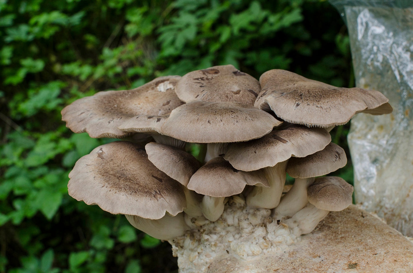 King Oyster (Pleurotus eryngii) - Myceland - Svampodling & mykologi