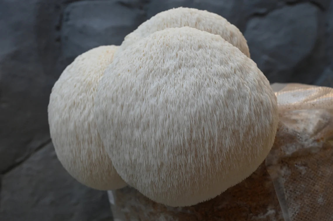 Lions Pride (Hericium erinaceus) - Myceland - Svampodling & mykologi