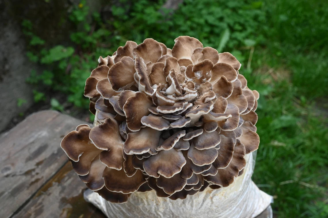 Maitake "Hen of the woods" (Grifola frondosa) - Myceland - Svampodling & mykologi