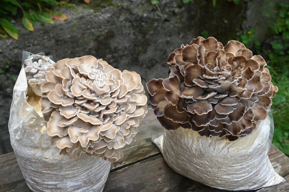 Maitake "Hen of the woods" (Grifola frondosa) - Myceland - Svampodling & mykologi