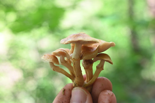 Nameko (Pholiota nameko) - Myceland - Svampodling & mykologi