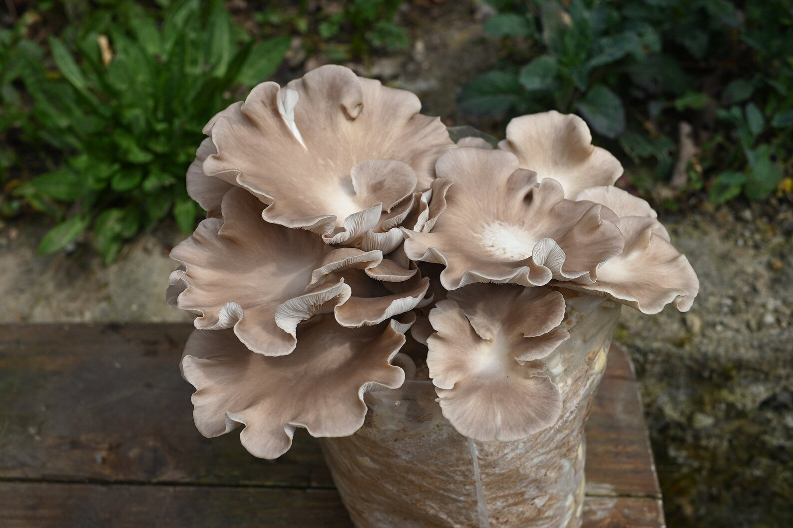 Phoenix Oyster (Pleurotus pulmonarius) - Myceland - Svampodling & mykologi