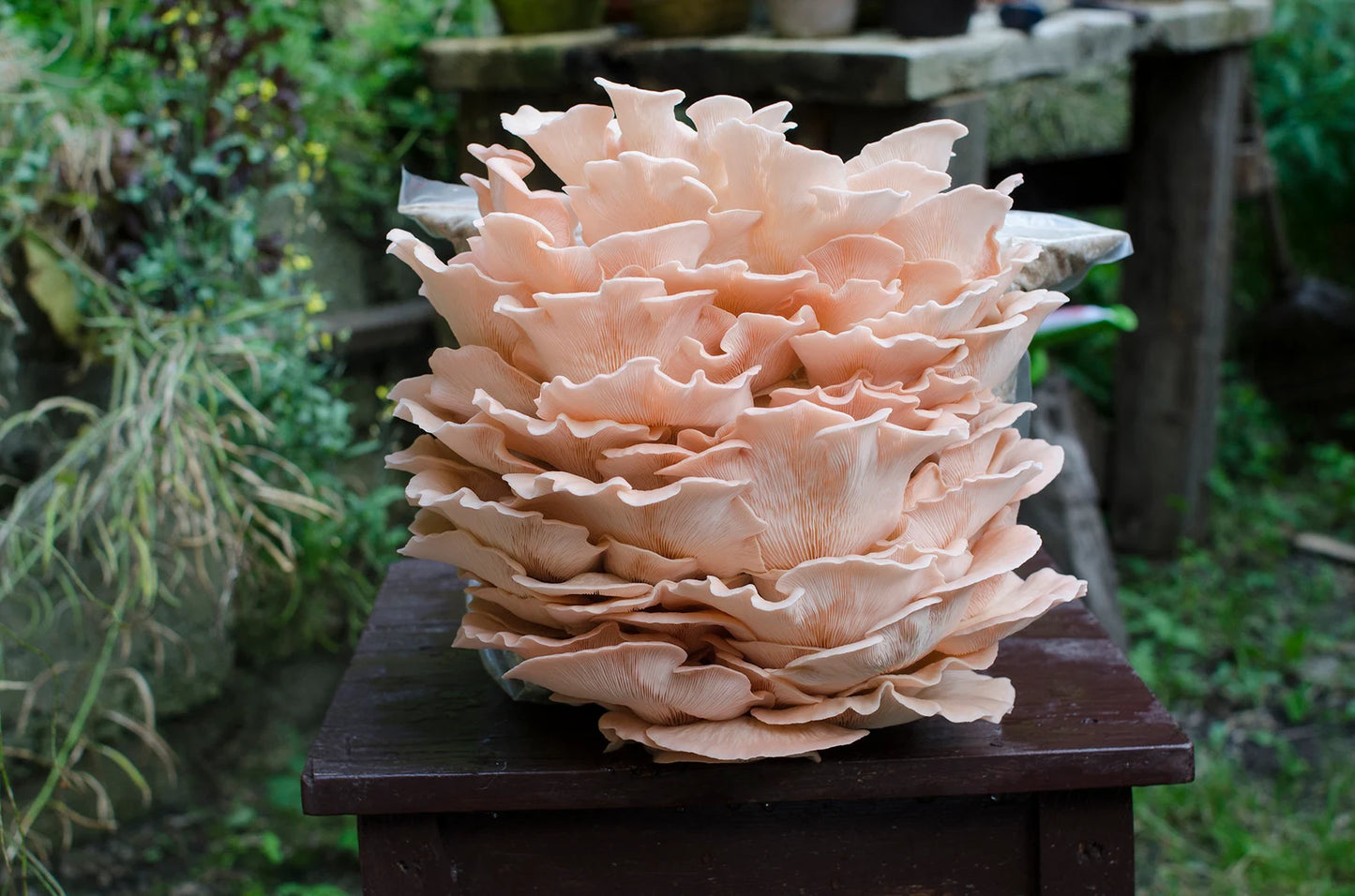 Pink oyster (Pleurotus djamor) - Myceland - Svampodling & mykologi