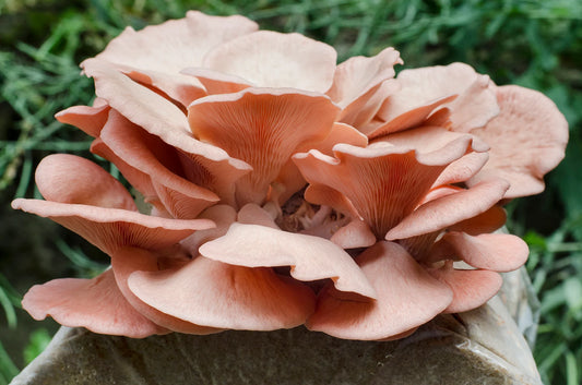Pink oyster (Pleurotus djamor) - Myceland - Svampodling & mykologi