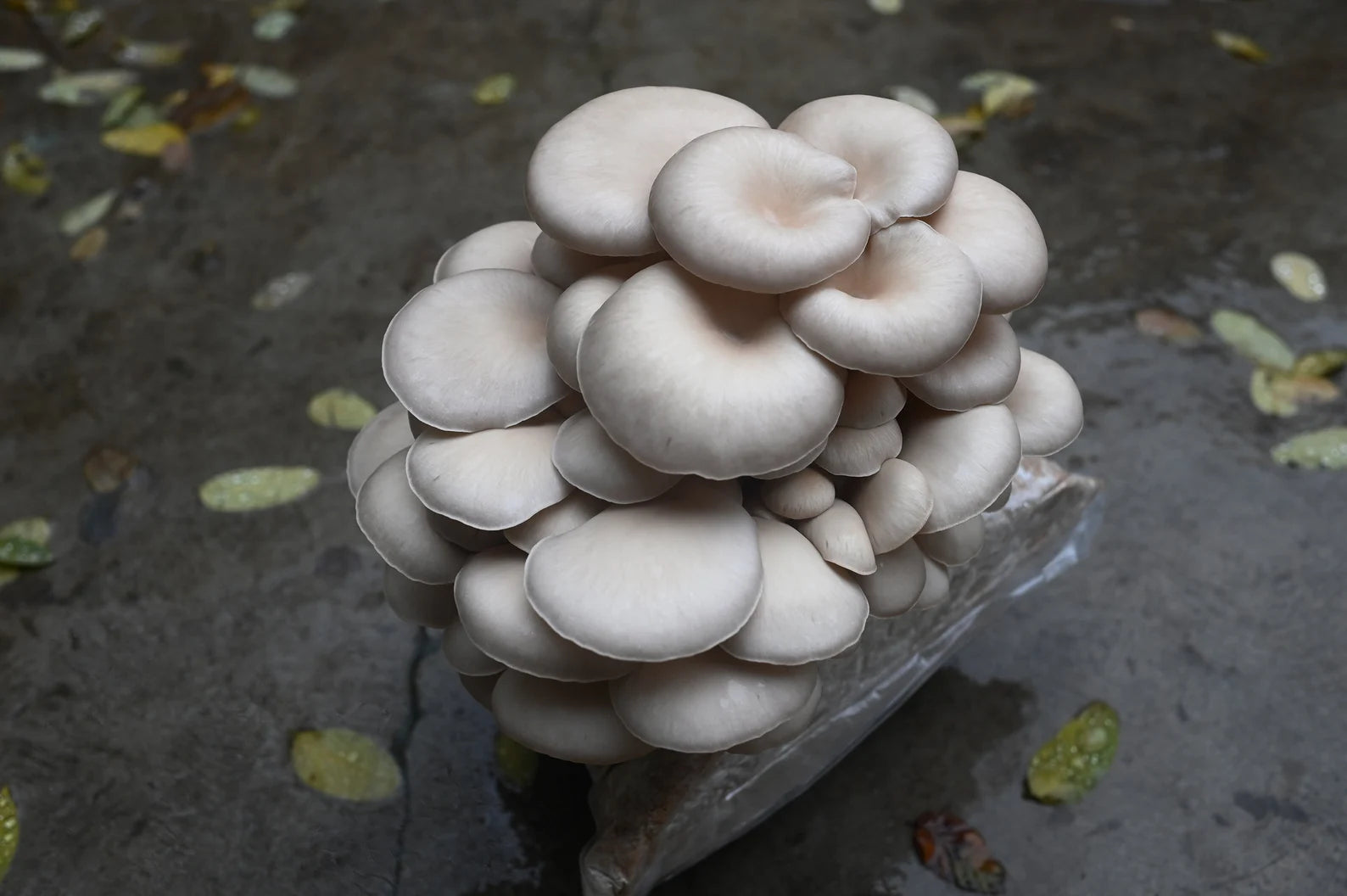 Princess Pearl Oyster (Pleurotus ostreatus) - Myceland - Svampodling & mykologi