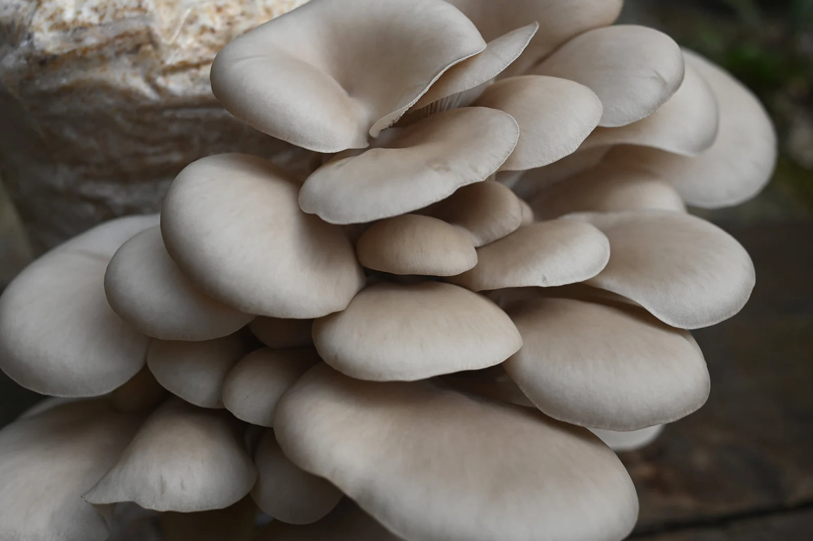 Princess Pearl Oyster (Pleurotus ostreatus) - Myceland - Svampodling & mykologi