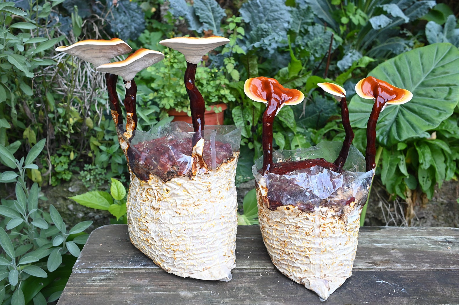 Reishi (Ganoderma lucidum) - Myceland - Svampodling & mykologi