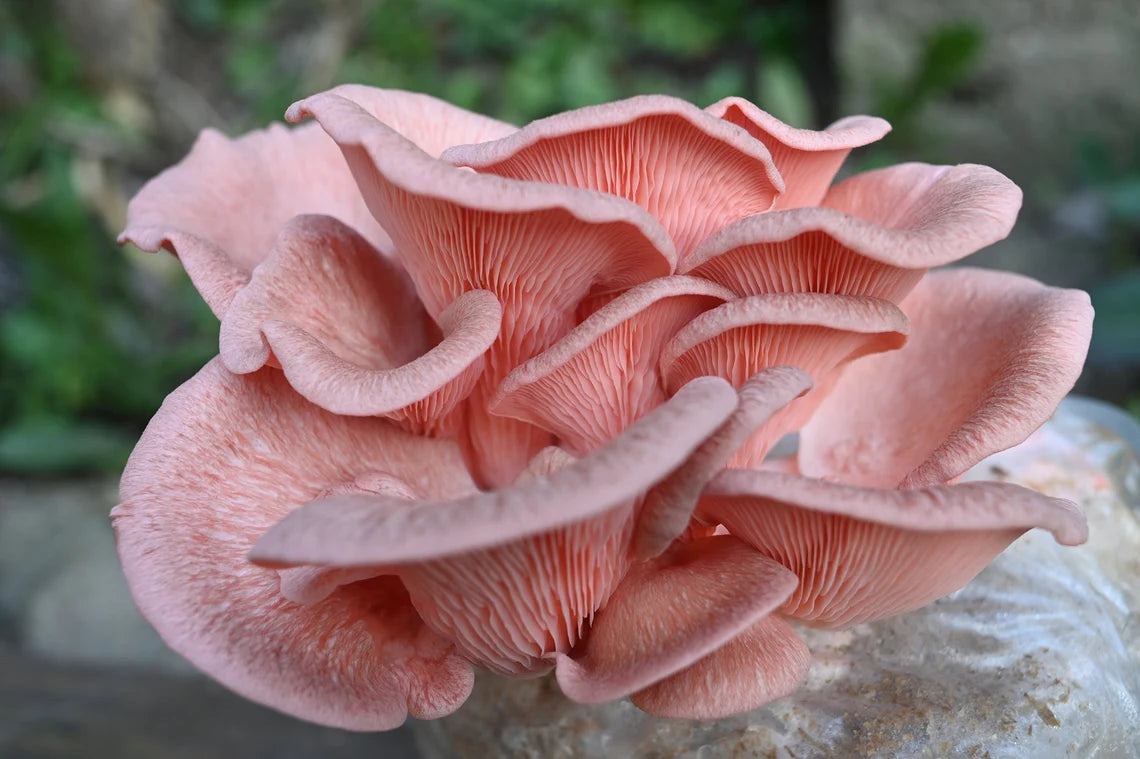 Sakura Oyster (Pleurotus djamor) - Myceland - Svampodling & mykologi