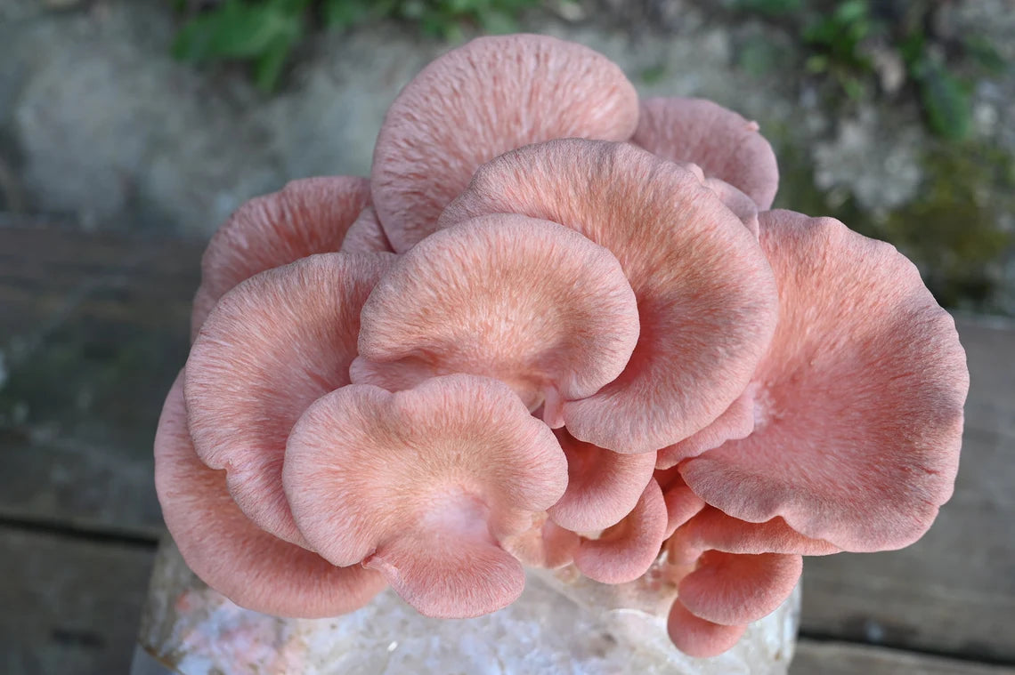 Sakura Oyster (Pleurotus djamor) - Myceland - Svampodling & mykologi