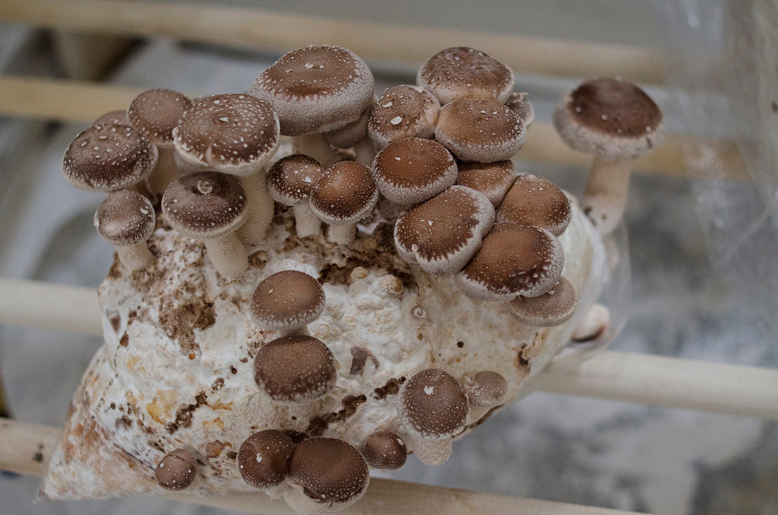 Shiitake (Lentinula edodes) - Myceland - Svampodling & mykologi