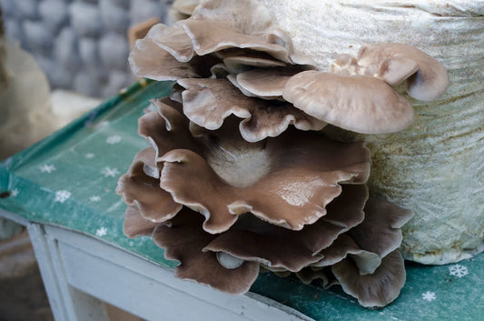 Summer Oyster (Pleurotus pulmonarius) - Myceland - Svampodling & mykologi