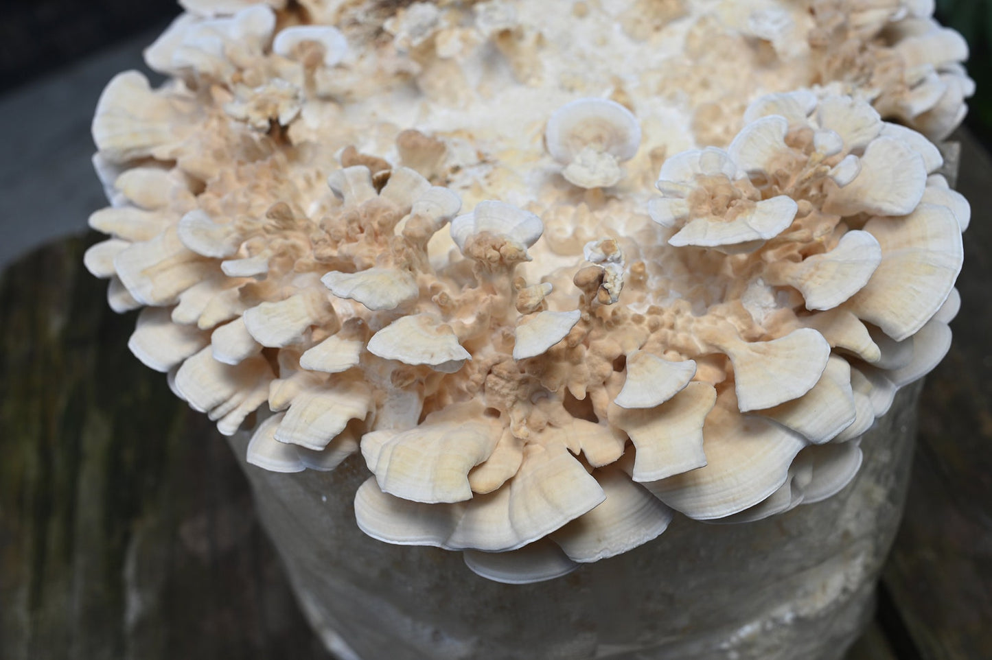 Turkey tail (Trametes versicolor) - Myceland - Svampodling & mykologi