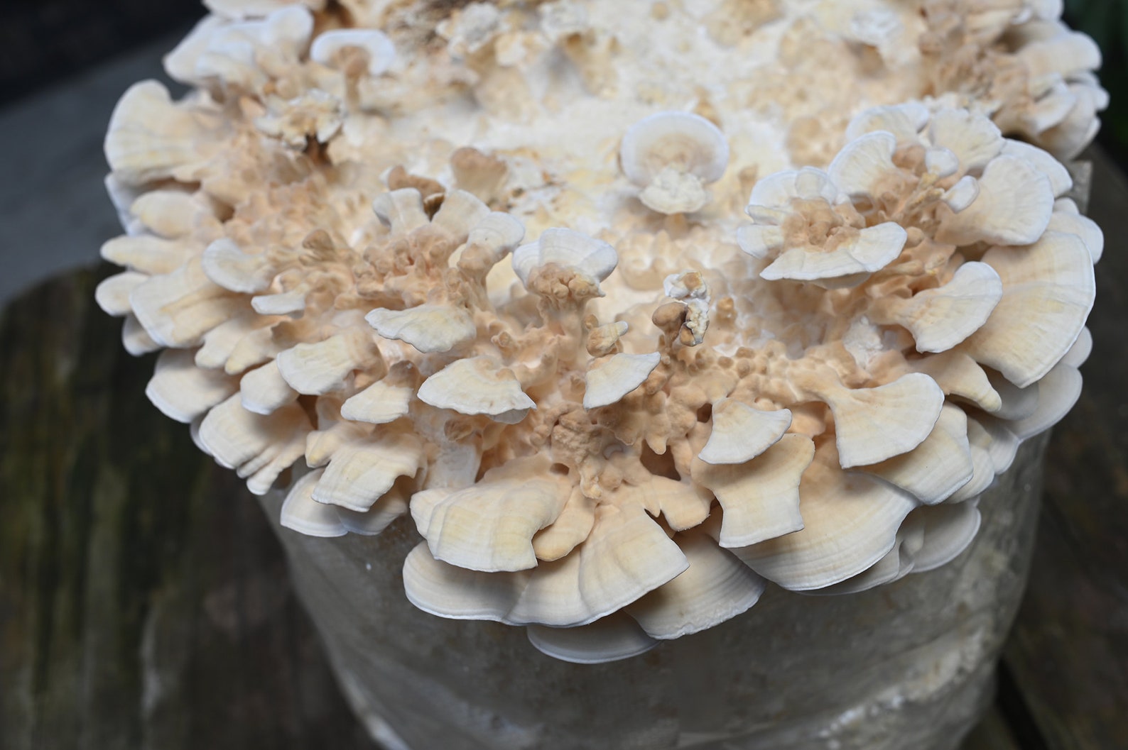 Turkey tail (Trametes versicolor) - Myceland - Svampodling & mykologi