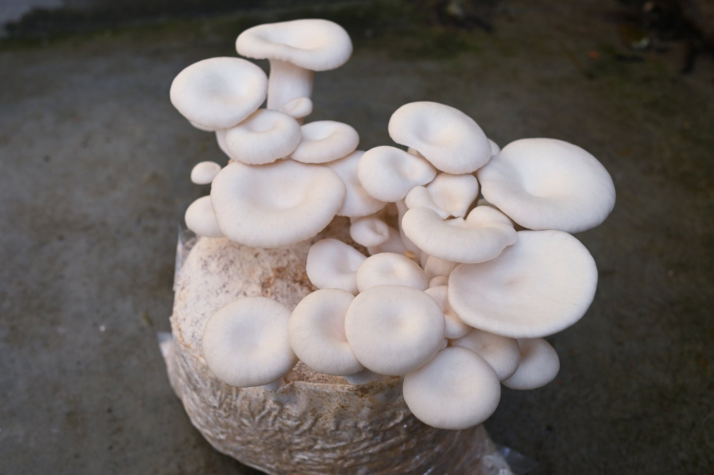 White Oyster (Pleurotus ostreatus) - Myceland - Svampodling & mykologi